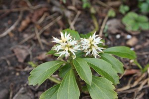 Pachysandra terminalis (1200 x 801)